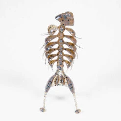 Kasumi Design Dancing Bone Doctor Creature Bait -JH Tackle Store Kasumi Design Dancing Bone Doctor Creature Bait Tenaga1 1