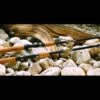 St. Croix St Croix Triumph Salmon & Steelhead Spinning Rods